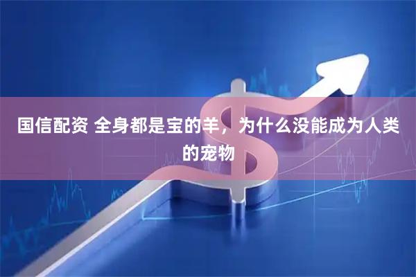 国信配资 全身都是宝的羊，为什么没能成为人类的宠物