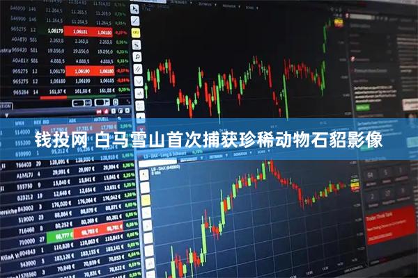 钱投网 白马雪山首次捕获珍稀动物石貂影像
